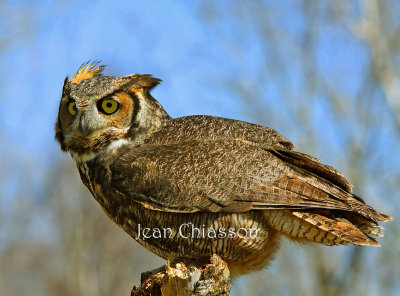 Grand Duc d'Amrique / 45 - 63 cm  Great Horned Owl