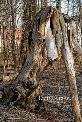 Hippocampe Tree