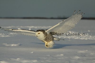 Harfang des Neiges (Snowy Owl)