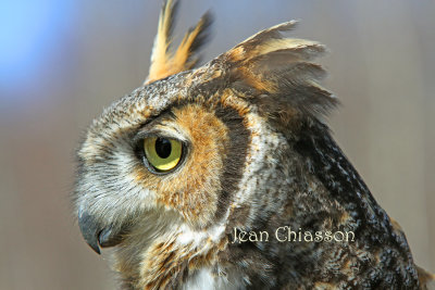 Grand Duc d'Amrique / 45 - 63 cm  Great Horned Owl