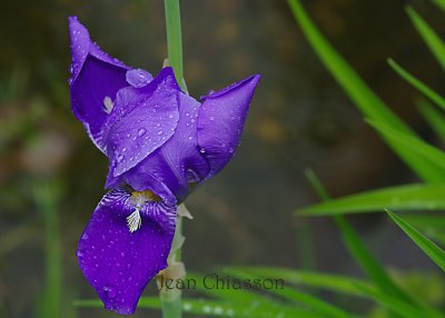 Iris pseudacorus  (Jardin