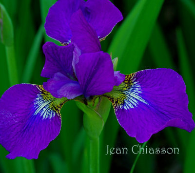 Iris pseudacorus  (Jardin