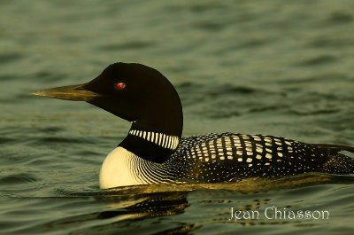 Plongeon huard / Common Loon