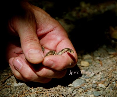 Couleuvre  ( Grass Snake )