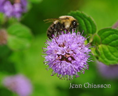 Bourdon / Bumble Bee