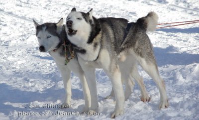 Chien de traineau  Dogsledding