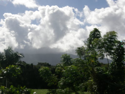 P1190564 Rain forest from a distance.JPG