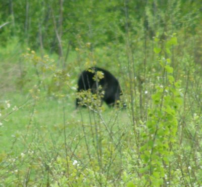 P6050154We saw a BEAR.JPG