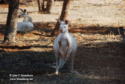 Bordertown White Kangaroos
