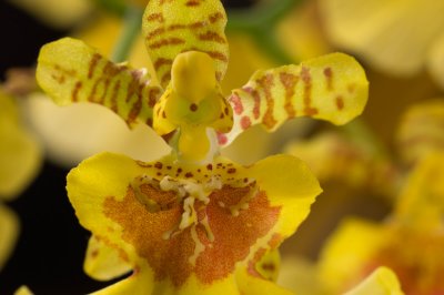 yelloworchid-5sk.jpg