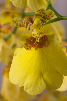 yelloworchid-4sk.jpg