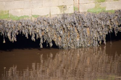 tidaltyne.jpg
