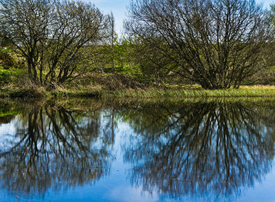 lindeanlochtrees-sk.jpg