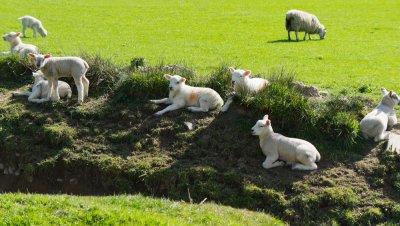 lambkins1-sk.jpg