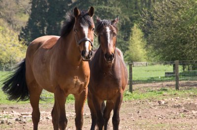 horseduo.jpg