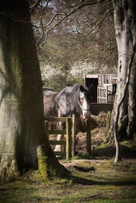 horseatdonksanc.jpg