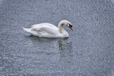 grungyswan-sk.JPG