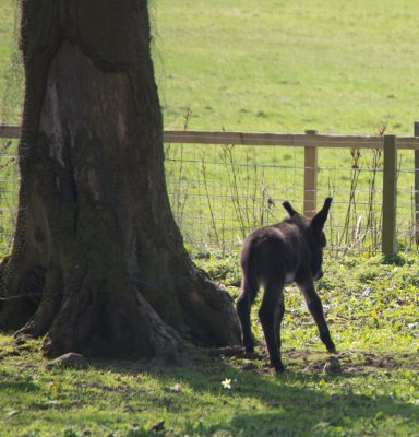 foalalone.jpg