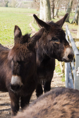 donkeys.jpg