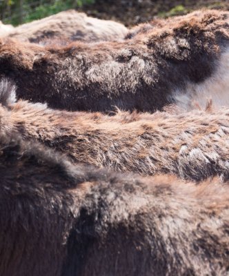 donkeybacks.jpg