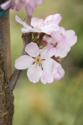 blossom-pink-sk.JPG