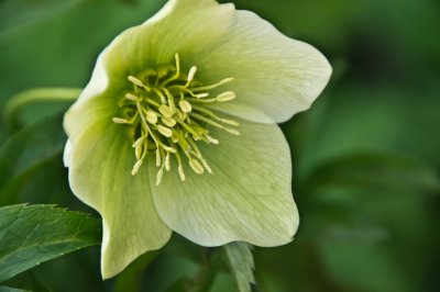 greenhellebore.jpg