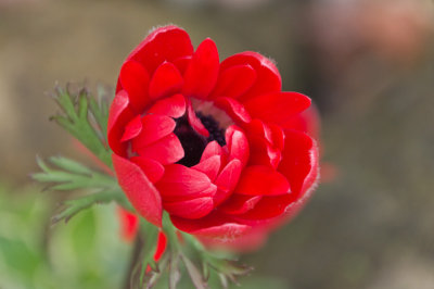 anemone2.jpg
