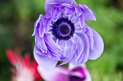 anemone1.jpg