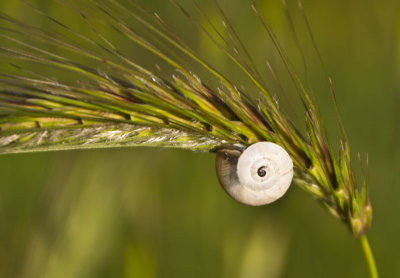 sculptureparksnail.jpg