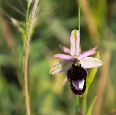sculptureparkbeeorchid.jpg