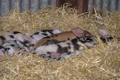 pigs-in-straw.jpg