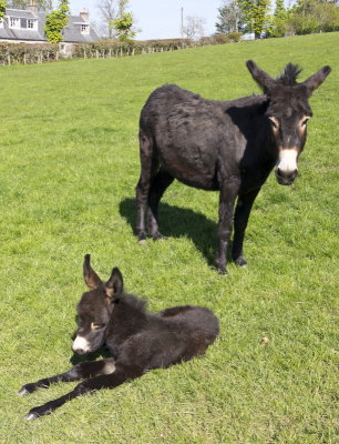 jedforestdonkeys3-sk.JPG
