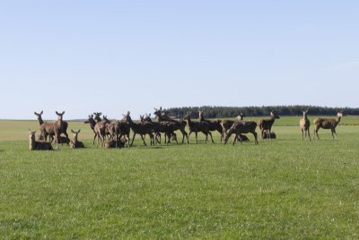 jedforestdeerherd1-sk.JPG