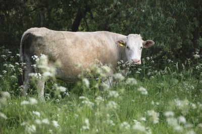 meadowsweetcow-sk.JPG