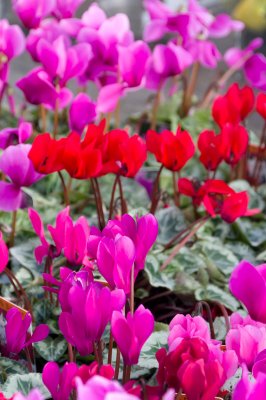 klondyke-cyclamen-sk.jpg