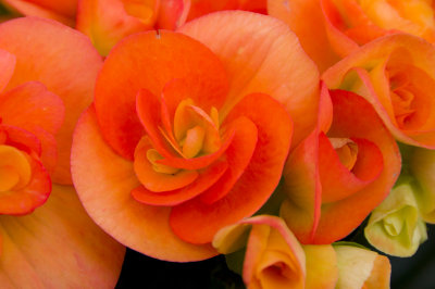 klondyke-begonia-sk.jpg