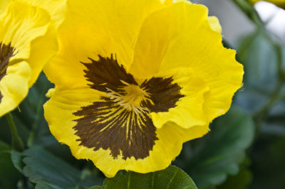 klondyke-fakepansy-sk.jpg