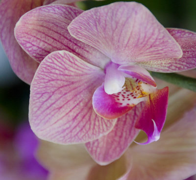 klondyke-veinedorchid-sk.jpg