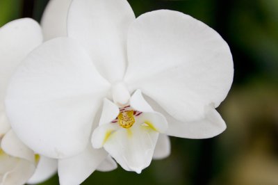klondyke-whiteorchid-sk.jpg