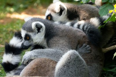 lemurs1.jpg
