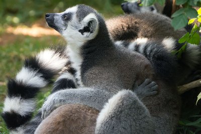 lemurs2.jpg