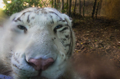 tigersquint.jpg