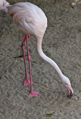 zengardendesigner.jpg