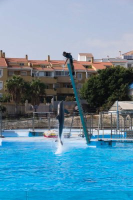 benalmadenadolphin1-sk.jpg