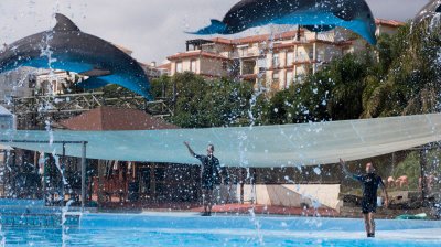 benalmadenadolphin2-sk.jpg