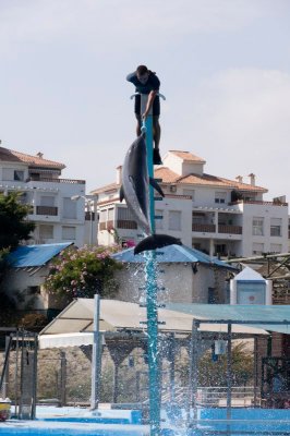 benalmadenadolphin3-sk.jpg