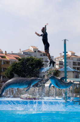 benalmadenadolphin4-sk.jpg