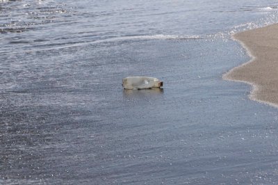 seabottle2-sk.jpg
