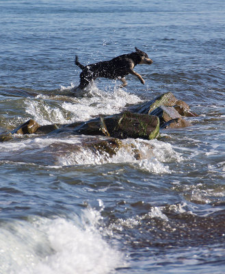doginsurfspittal.jpg