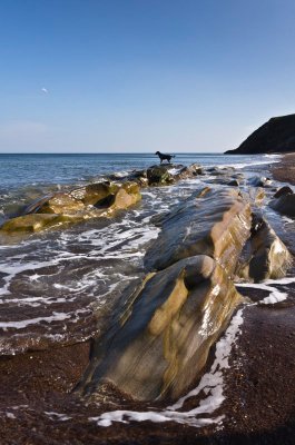 spittalbeachdog1-sk.jpg